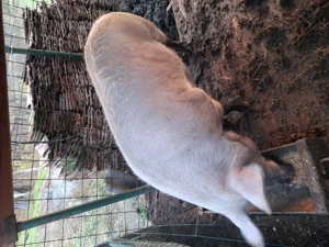 !!!Vand purcea!!! - imagine 4