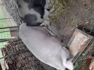 !!!Vand purcea!!! - imagine 2