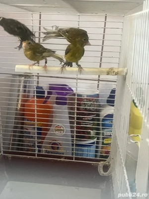 canari razza espaniol - imagine 2