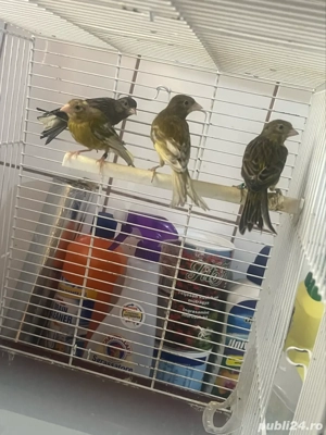 canari razza espaniol - imagine 5