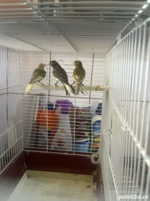 canari razza espaniol - imagine 4