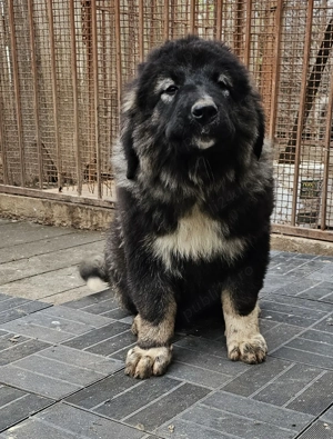 Ciobanesc caucazian 