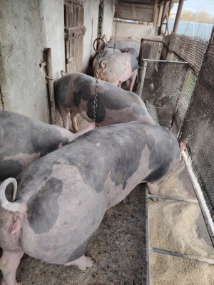 Vand porci pt sacrificat - imagine 4