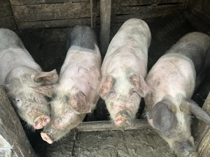 Se vând 4 porci de sacrificat  - imagine 2