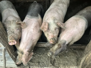 Se vând 4 porci de sacrificat  - imagine 3