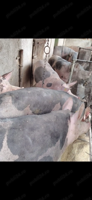 Vând porci! - imagine 3