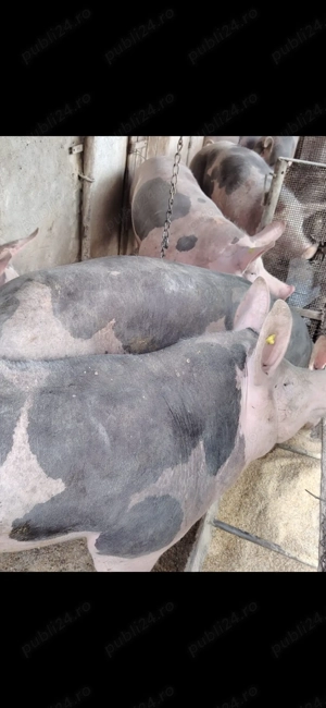 Vând porci! - imagine 4