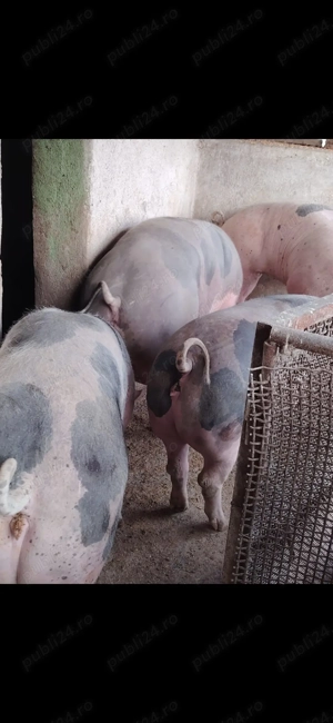 Vând porci! - imagine 2