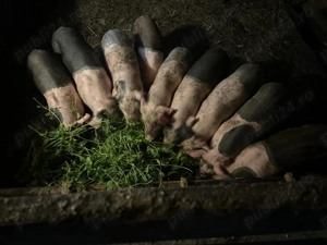 Se vând 9 purcei la 8 săptămâni 