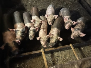 Se vând 9 purcei la 8 săptămâni  - imagine 2