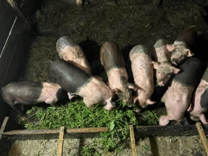 Se vând 9 purcei la 8 săptămâni  - imagine 4