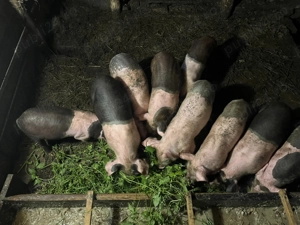 Se vând 9 purcei la 8 săptămâni  - imagine 3