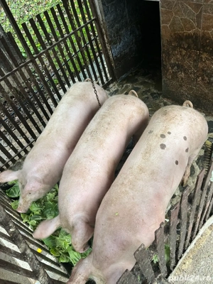 porci de casa - imagine 2