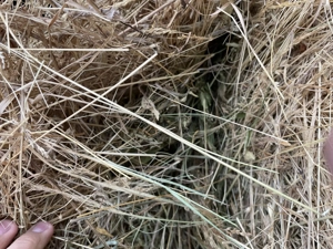 Vând baloți de fan 