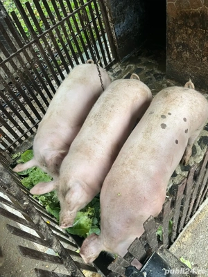 porci de casa - imagine 3