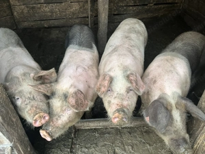 Se vând 4 porci de sacrificat 