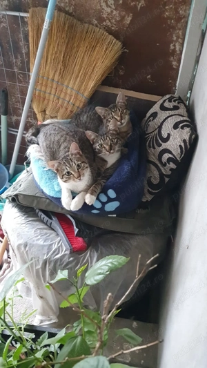 Carcasă PC, nouă , NZXT Lexa S  400 lei - (CHIAJNA) - ( Donez și 3 pisicuțe vârsta 6 luni ) - imagine 4