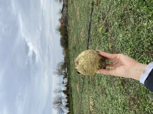 Țelină de vânzare 