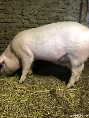 porci de vânzare  - imagine 3