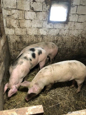 porci de vânzare  - imagine 2