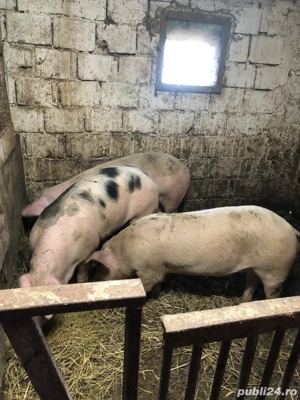 porci de vânzare  - imagine 4
