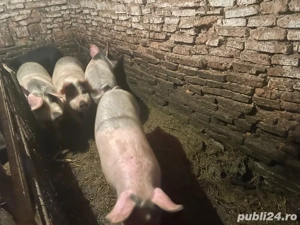 Vand porci  - imagine 3
