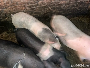 Vand porci  - imagine 2