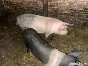 Vand porci  - imagine 4