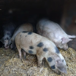 Porci de vanzare  - imagine 4