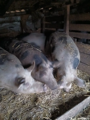 Porci de vanzare  - imagine 3