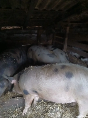 Porci de vanzare  - imagine 2