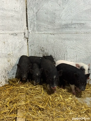 Purcei vietnamezi - imagine 2