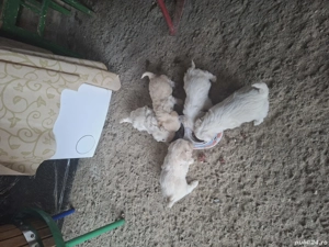 Disponibili bishoni - imagine 3