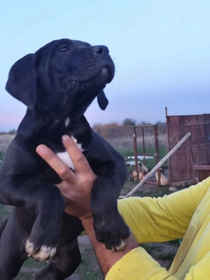 Vand catei presa canario 