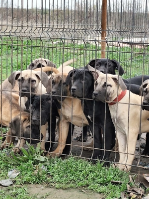 Vand catei presa canario  - imagine 3