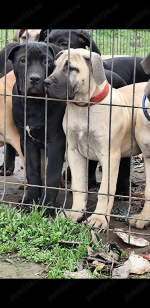 Vand catei presa canario  - imagine 4