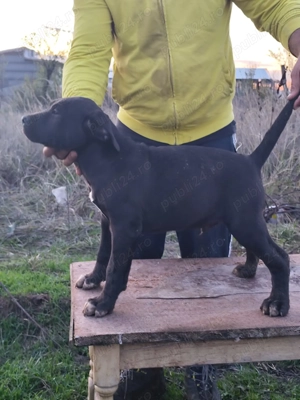 Vand catei presa canario  - imagine 5