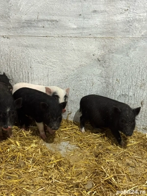 Purcei vietnamezi - imagine 4