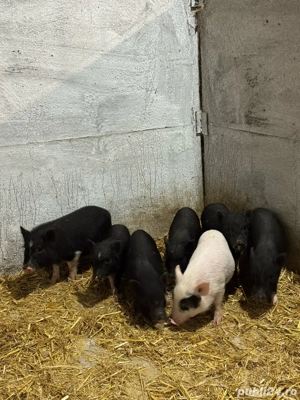 Purcei vietnamezi - imagine 3