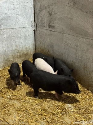 Purcei vietnamezi - imagine 5