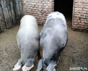 Vând porci 100-270 kg