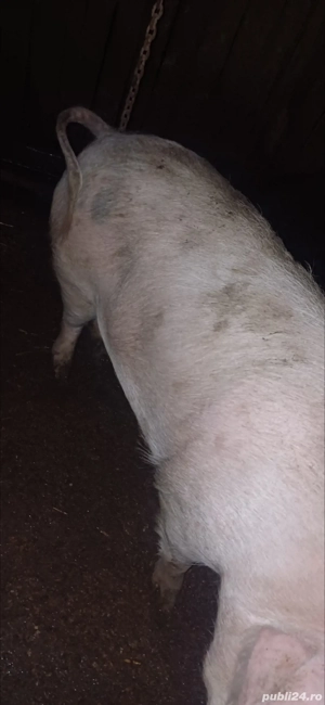 vând purcea rasa marele alb  - imagine 2