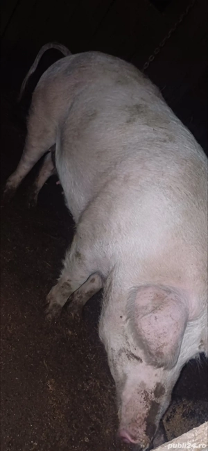 vând purcea rasa marele alb 