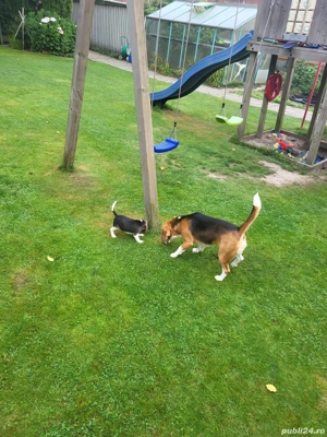 Puiut beagle  - imagine 3
