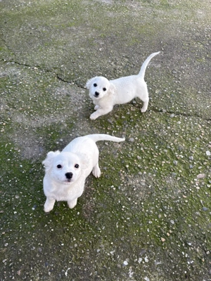 Vand catei Bichon - imagine 2