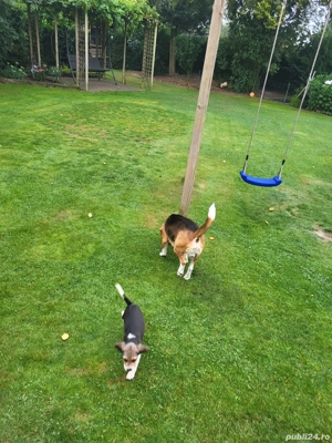 Puiut beagle  - imagine 4