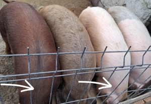 Porci pt sacrificat!