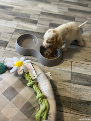 Fetiță Beagle bicolor 