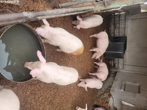 grăsuni de vânzare - imagine 5