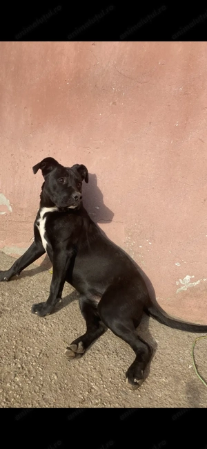 Cane Corso de vânzare